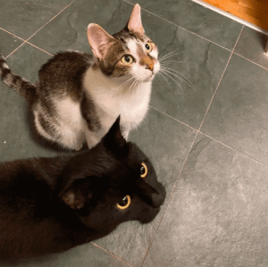 Findus_und_Milos_Katzen